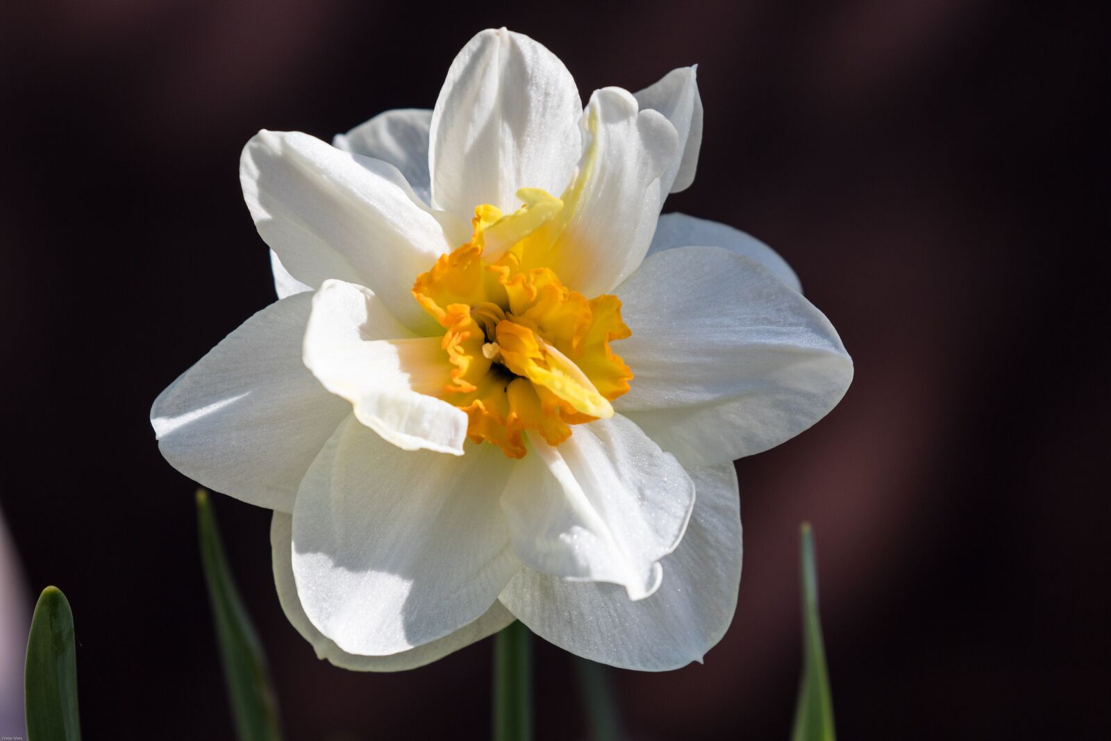 Canon EOS 7D Mark II sample photo. Narcissus, flower, flower garden photography