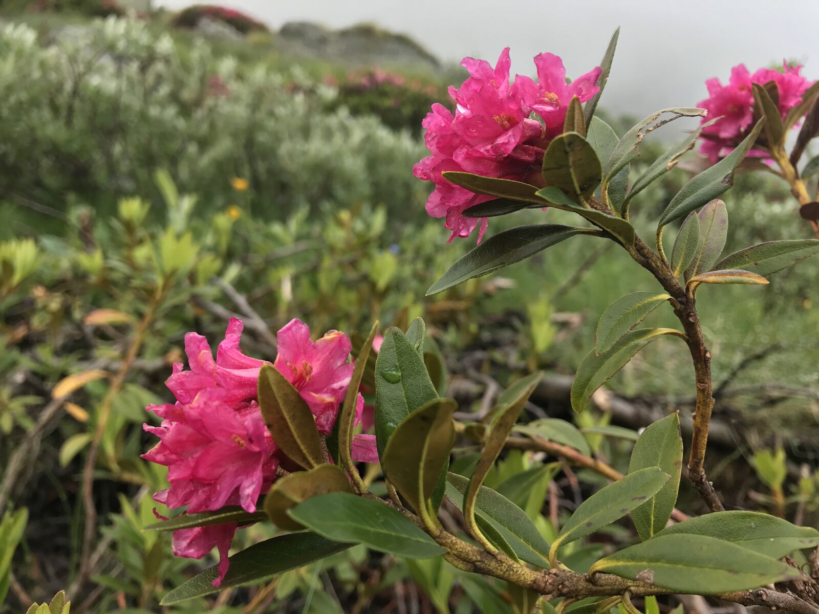 iPhone 7 back camera 3.99mm f/1.8 sample photo. Alpine rose, alp, pink photography