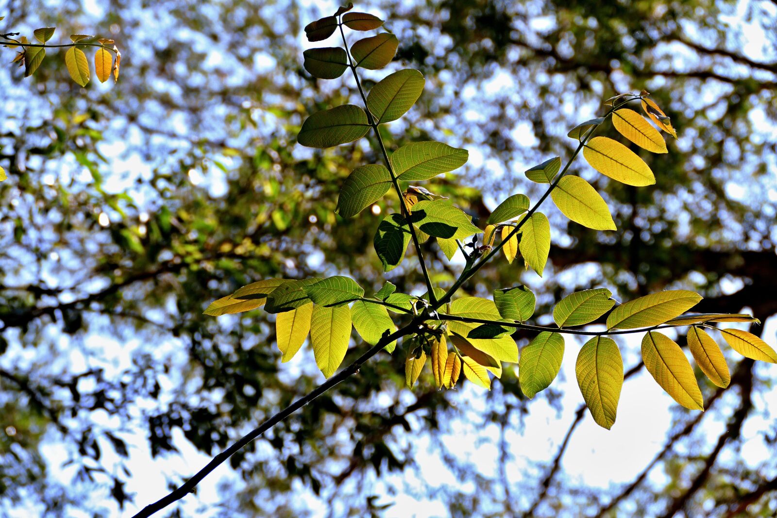 Panasonic Lumix DMC-FZ1000 sample photo. Forest, a branch, foliage photography
