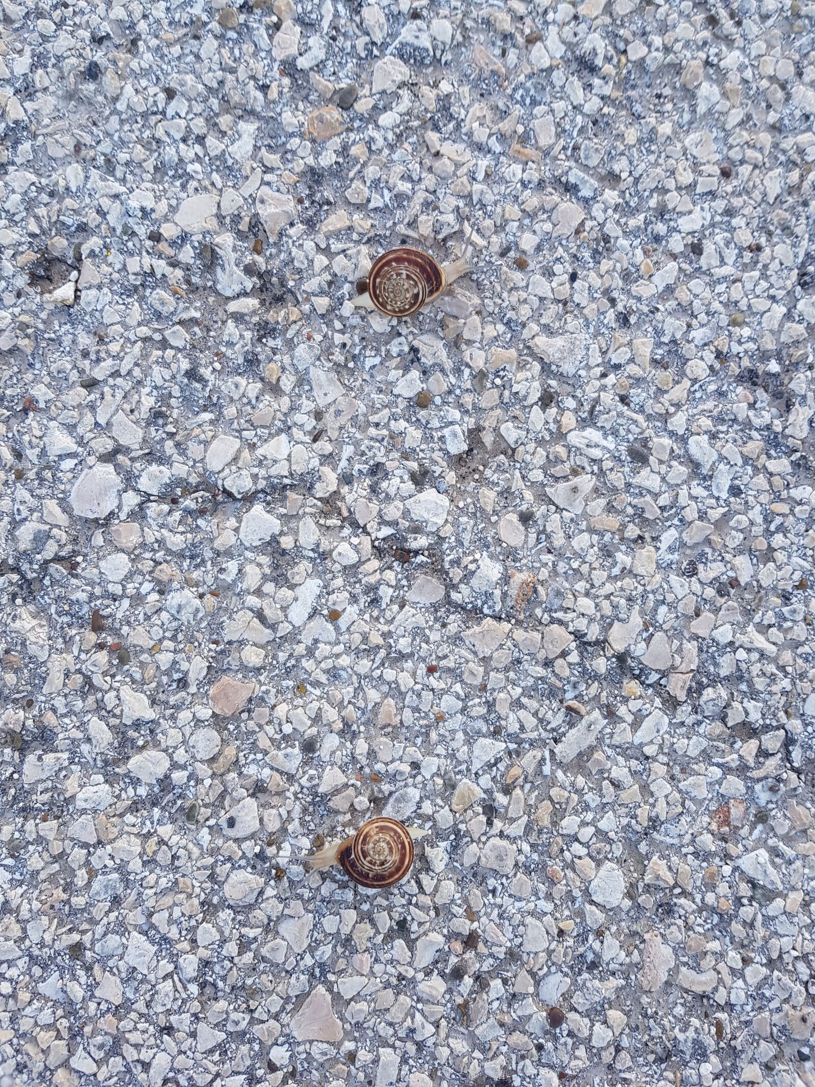 Samsung Galaxy S8 sample photo. Snail, animal, natur photography