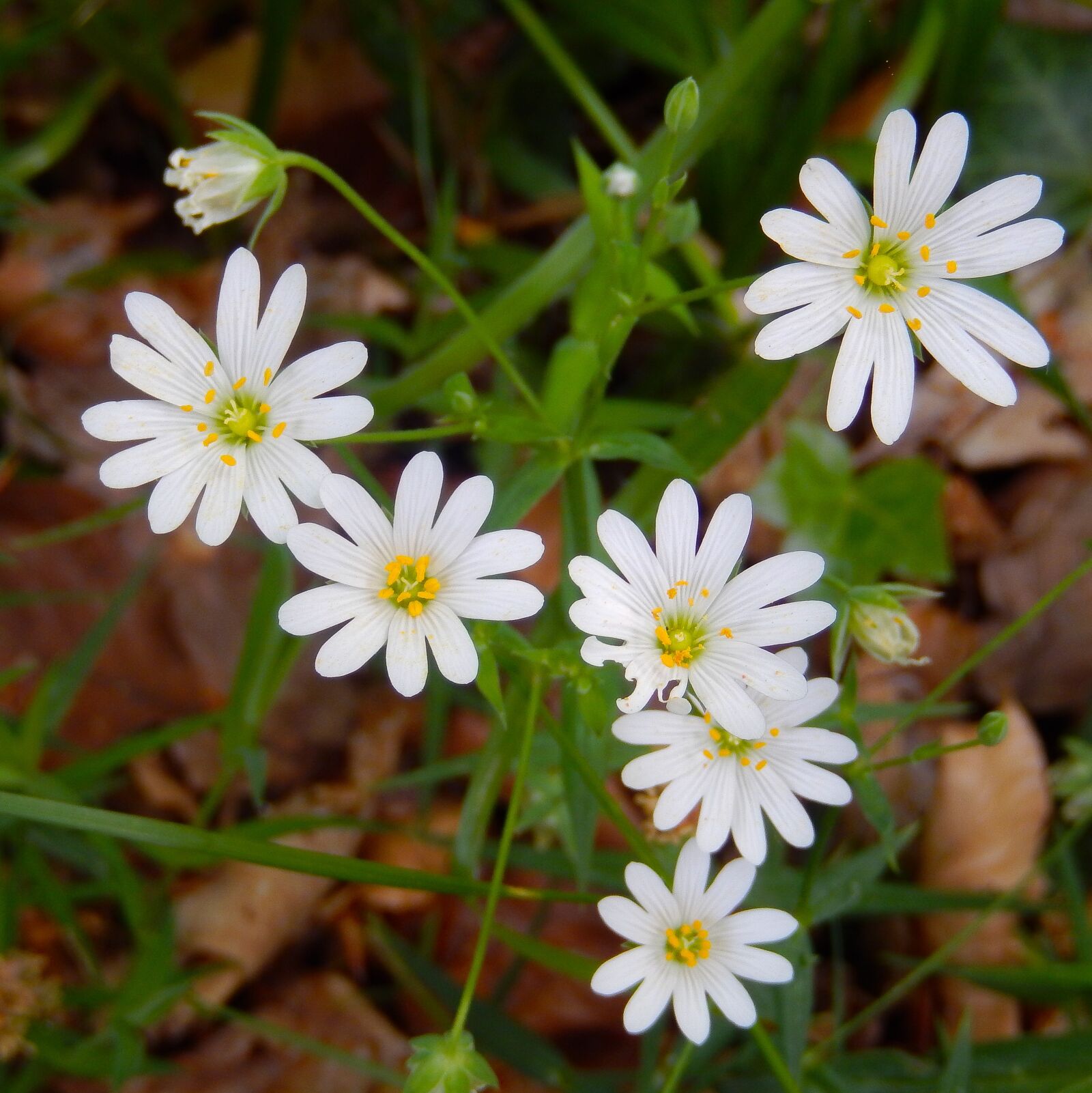 Nikon Coolpix S9500 sample photo. Cerastium arvense, acker-horn herb photography