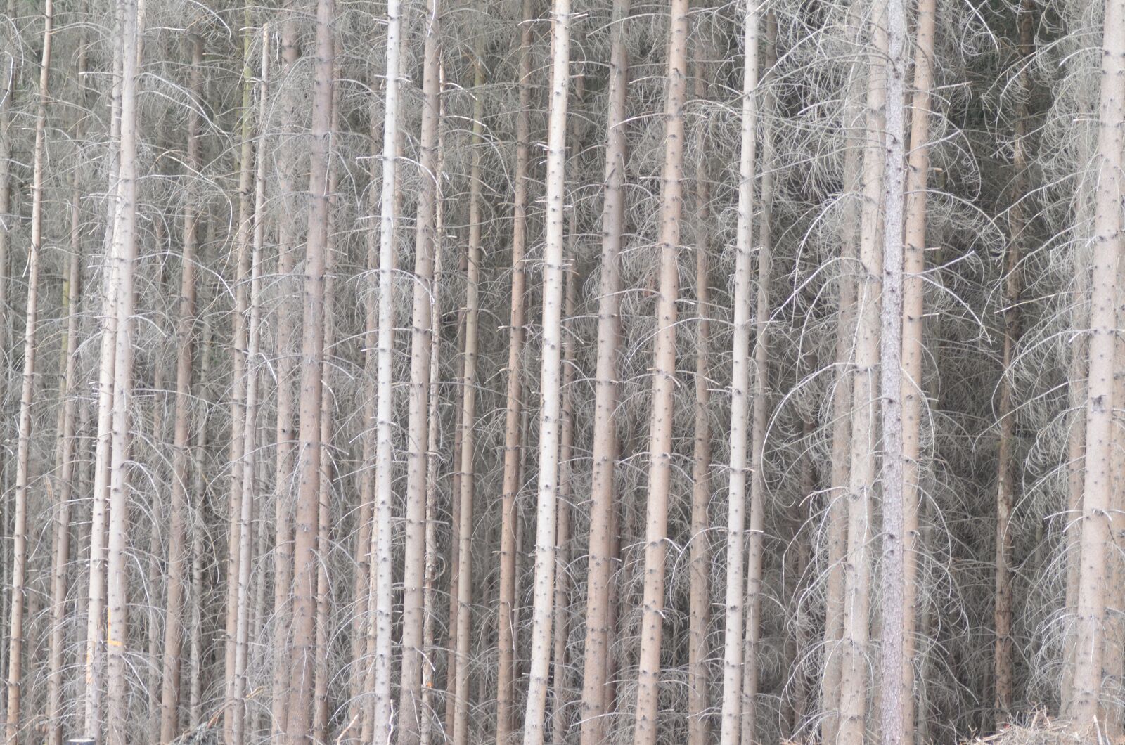 Nikon D5100 sample photo. Calamity, tree, nature photography