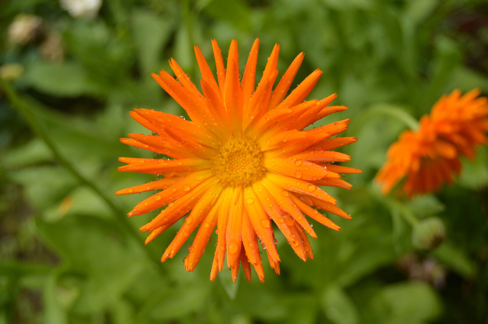 Nikon D3200 sample photo. Flower, drops, rain photography
