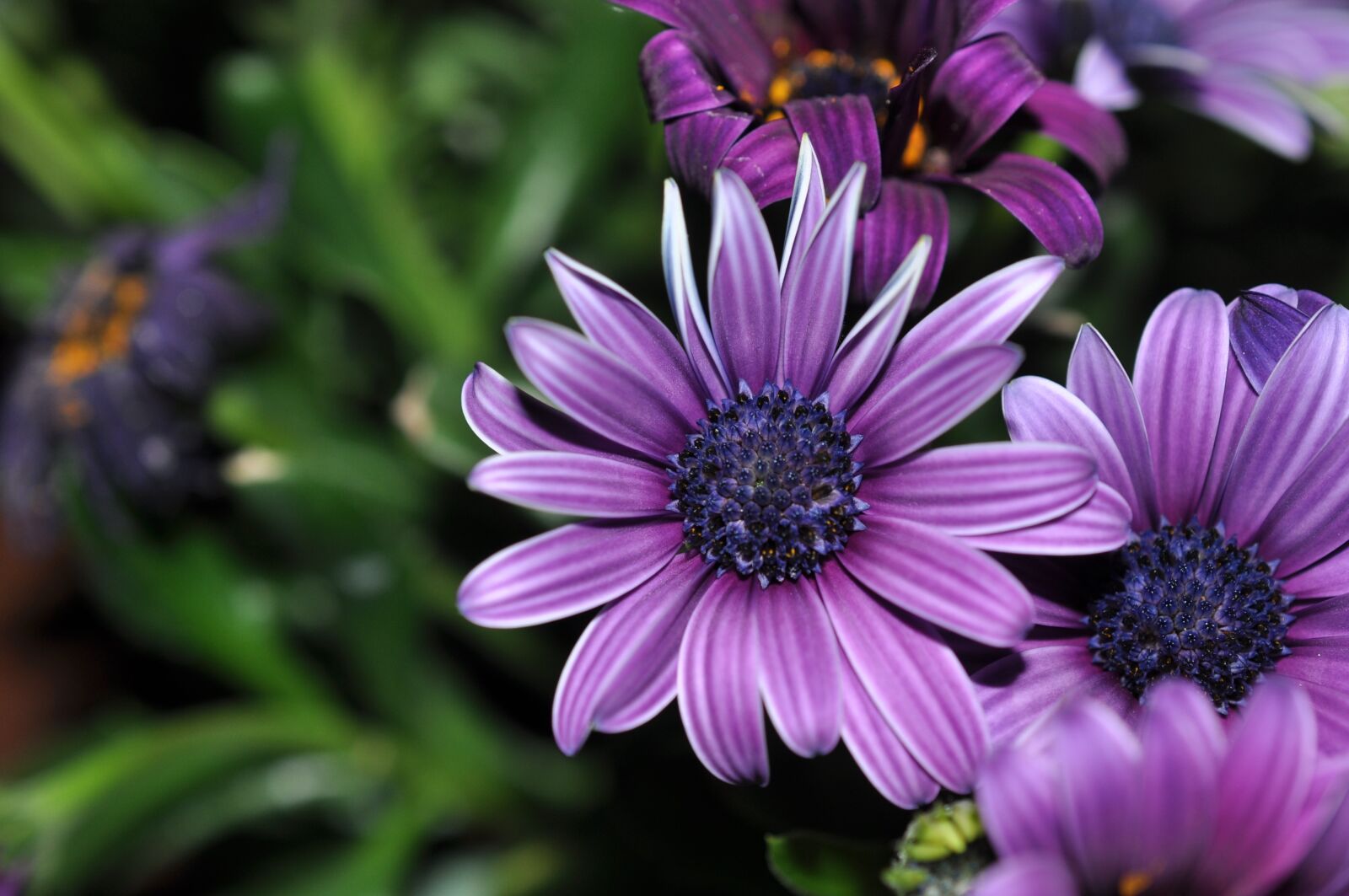 Nikon D90 sample photo. Flowers, nature, beautiful flower photography