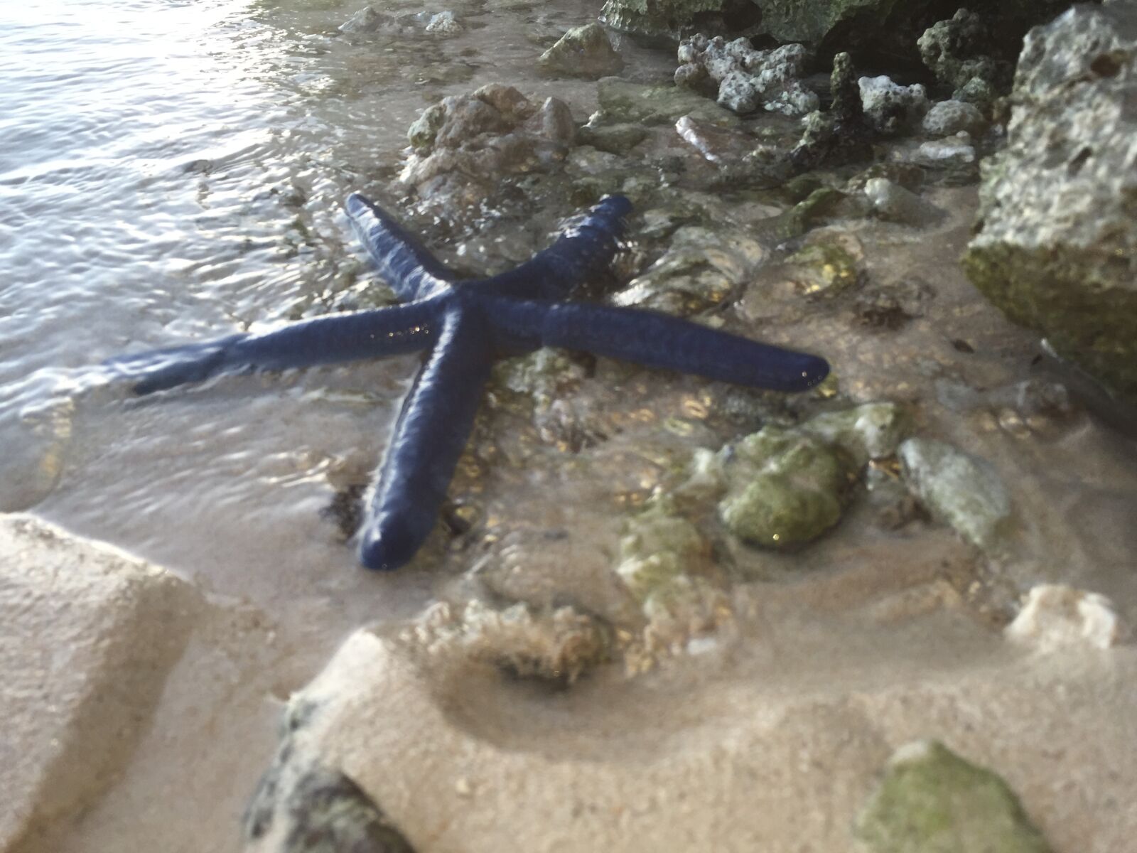 iPhone 6 Plus back camera 4.15mm f/2.2 sample photo. Guam, starfish, beach photography