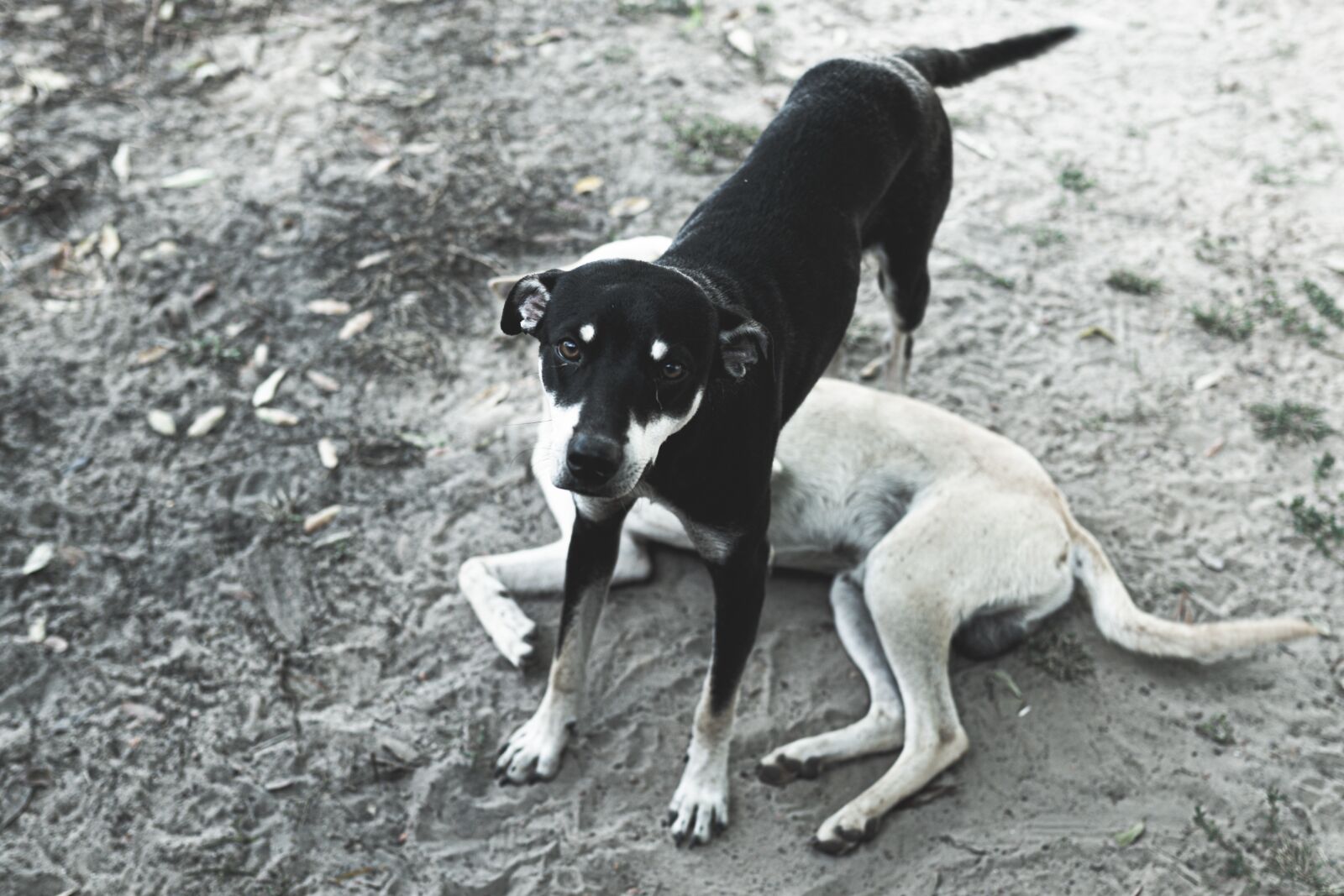 Sigma 35mm F1.4 DG HSM Art sample photo. Dogs, dog, two photography