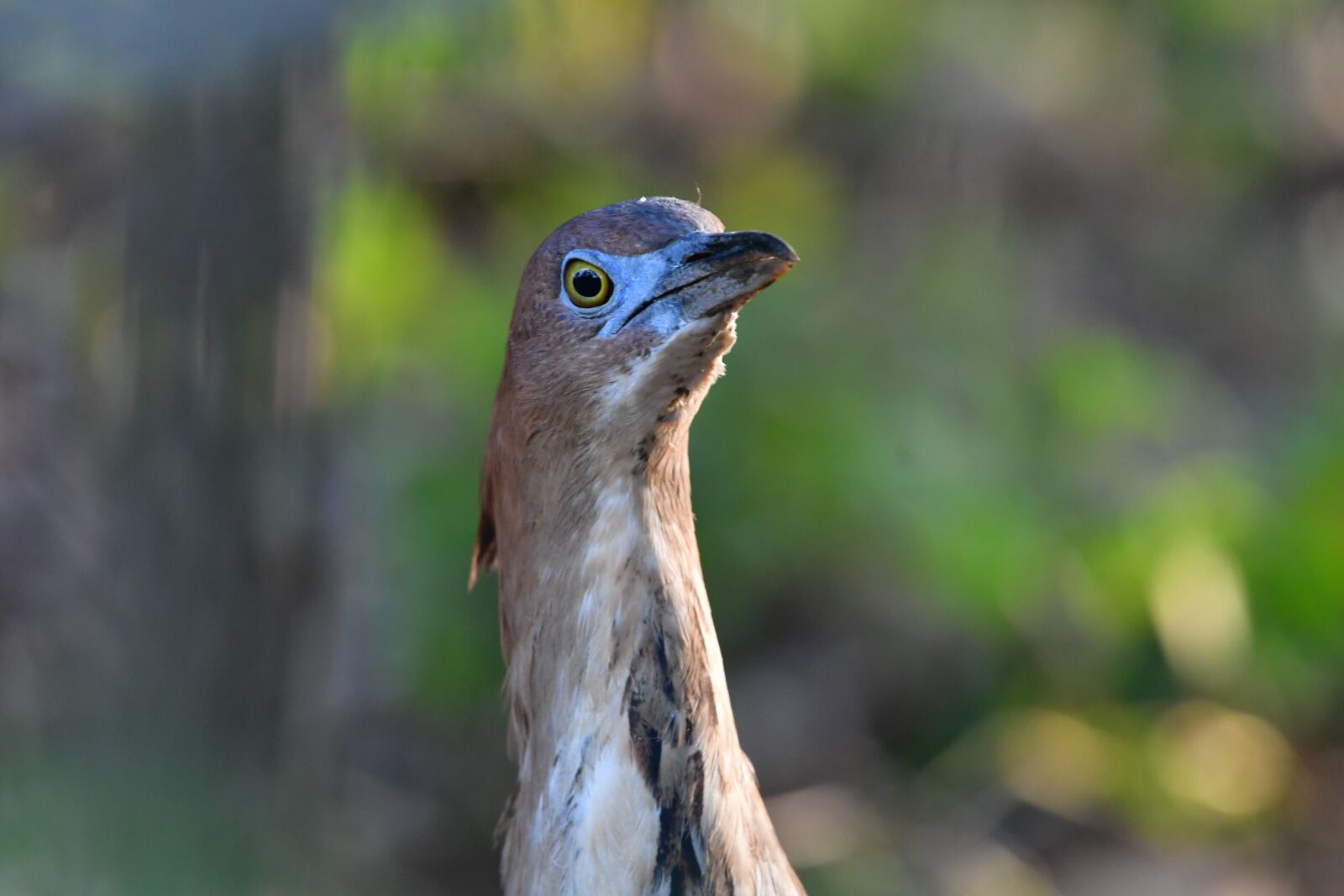 Nikon D500 sample photo. Bird, wild animals, natural photography