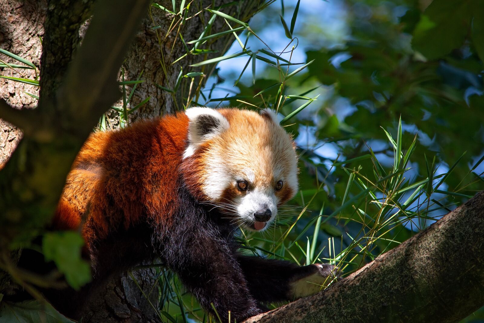 Nikon D7100 sample photo. Red panda, panda, bear photography
