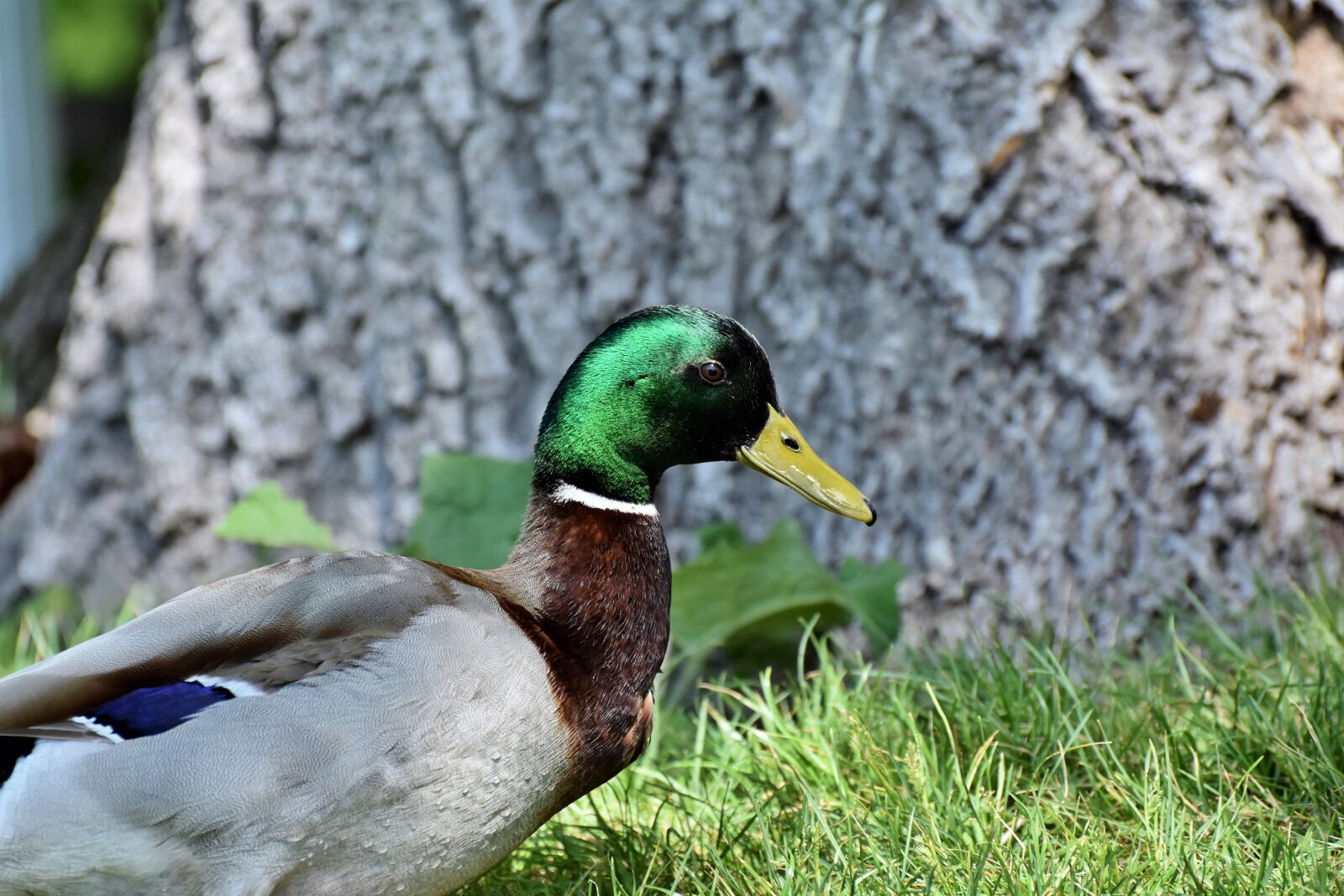 Nikon D7200 sample photo. Mallard, duck, water bird photography