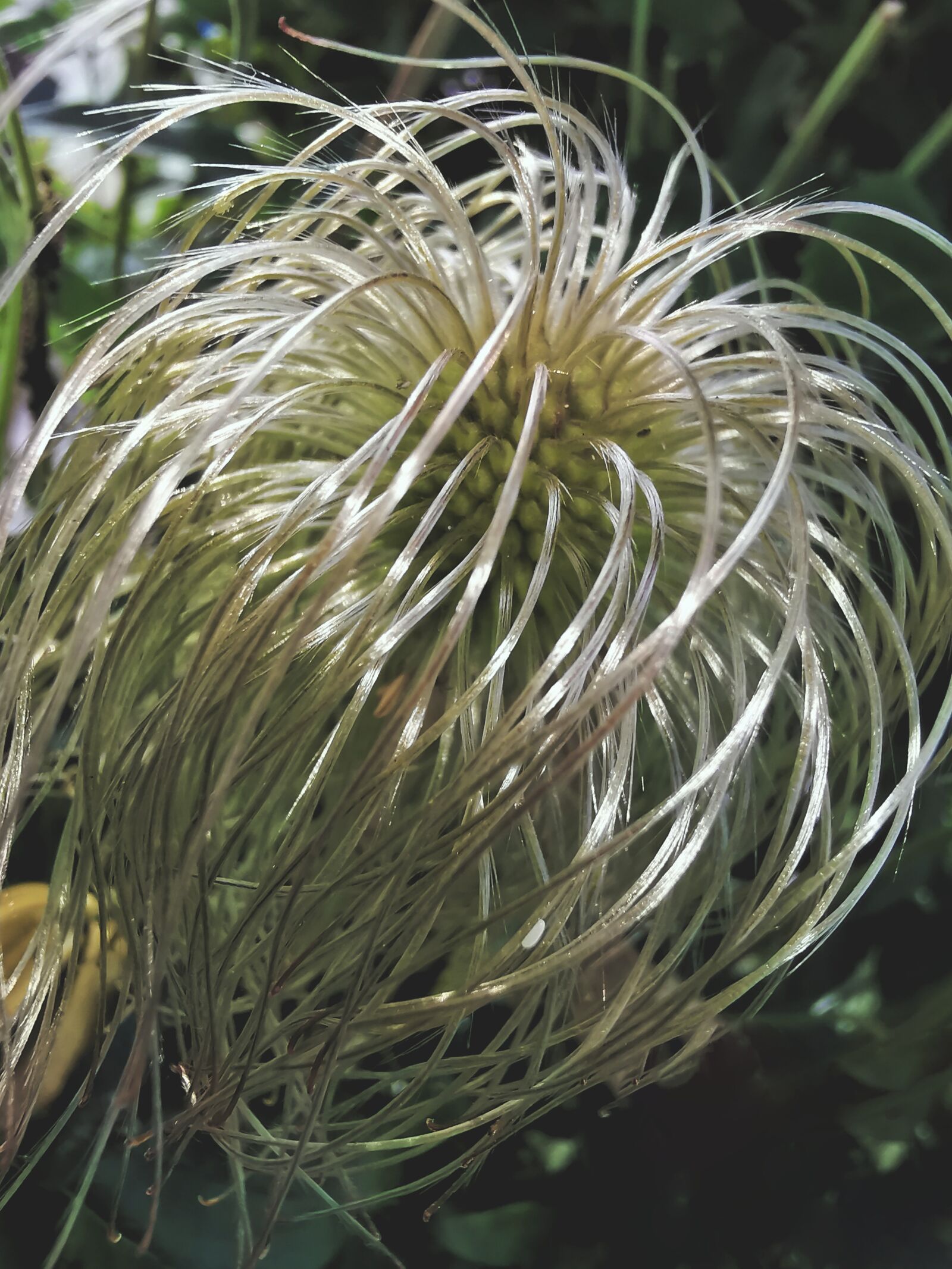 HUAWEI Mate 20 Pro sample photo. Clematis tangutica, climbing smoke photography