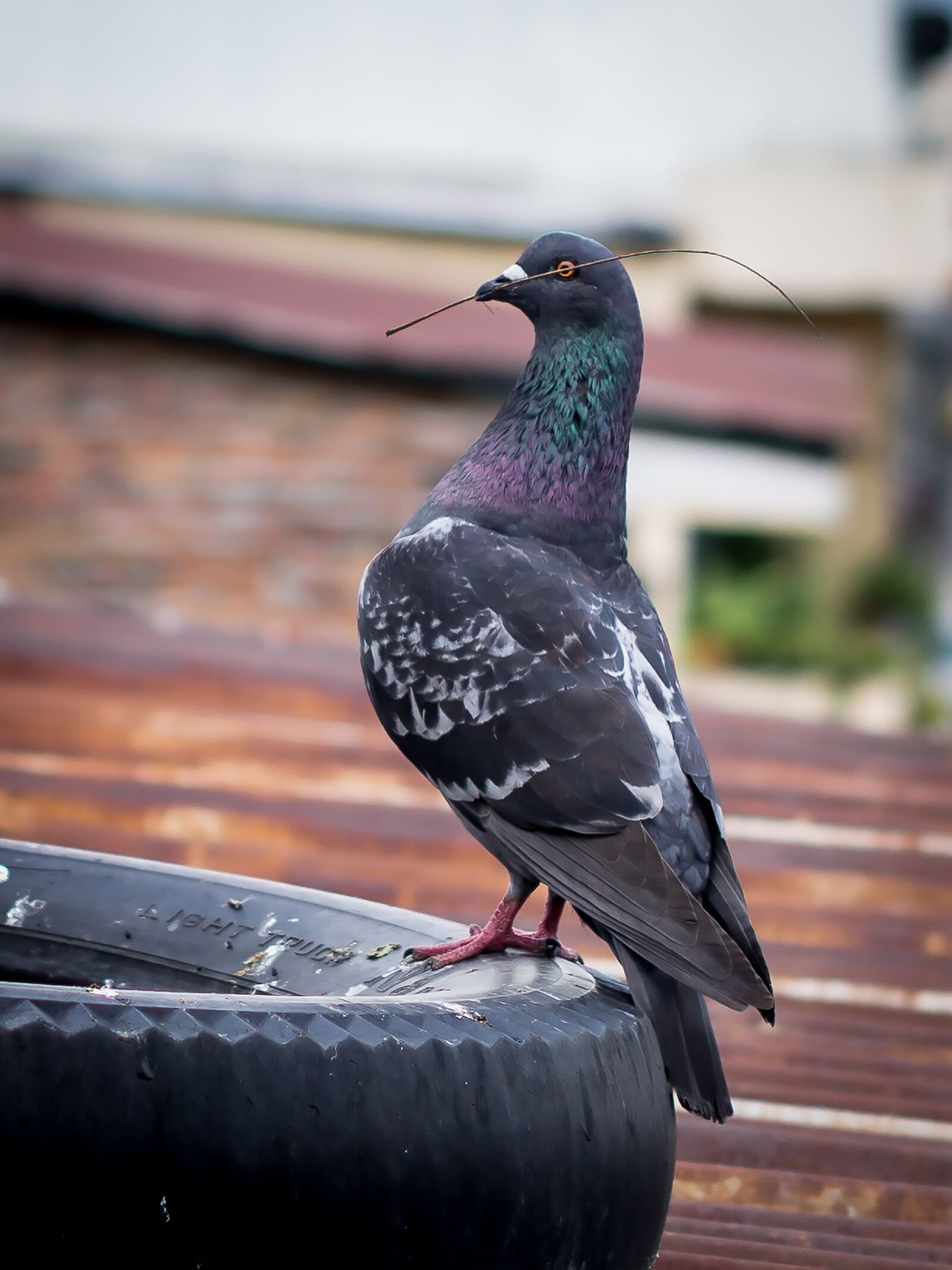 Sony a6000 sample photo. Do photo, dove, animal photography