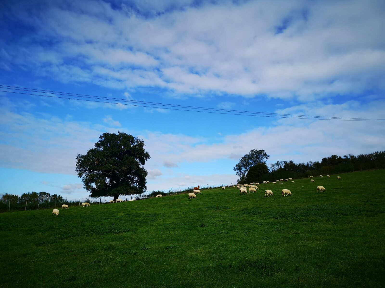 HUAWEI CLT-L09 sample photo. Farm, sky, sheeps photography