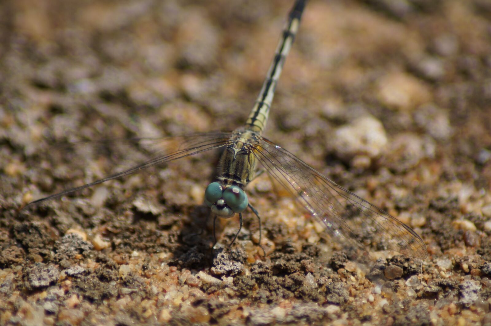 Sony SLT-A37 sample photo. Dragonfly, bug, bugs photography