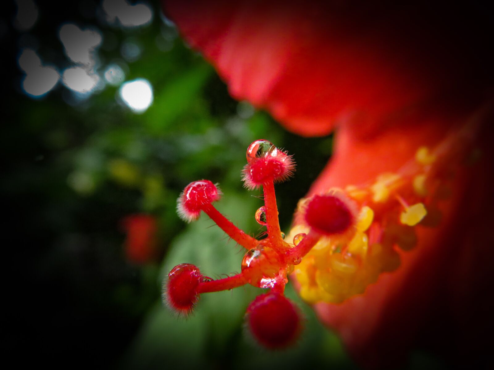 Canon PowerShot SX540 HS sample photo. Raindrops, hibiscus, red photography