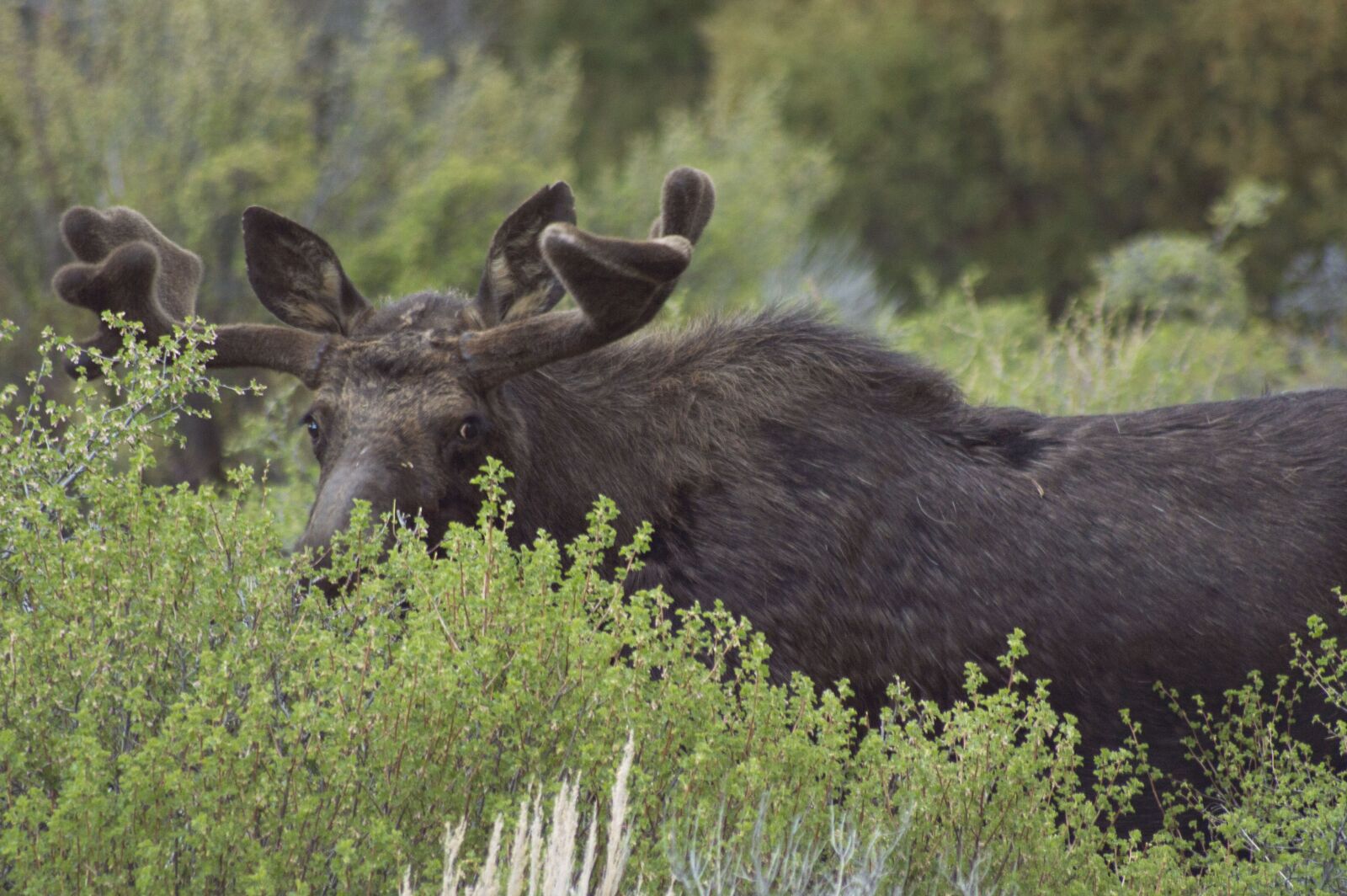 Nikon D3200 sample photo. Moose, green, mammal photography