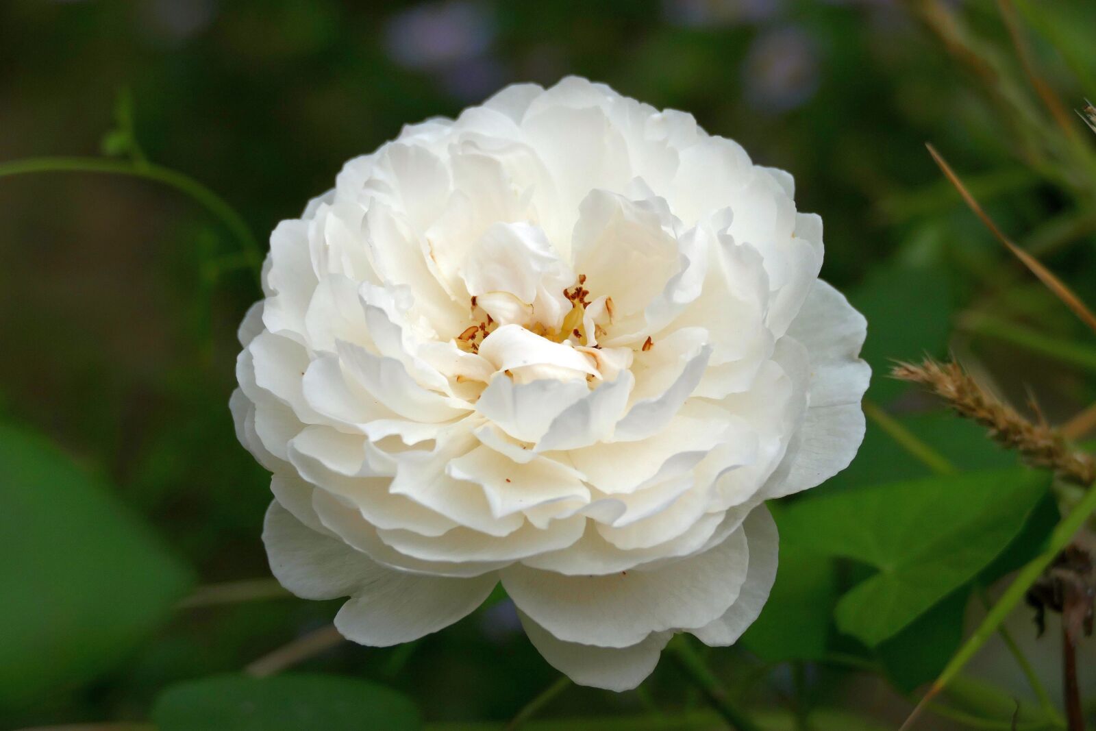 Panasonic Lumix DMC-FZ1000 sample photo. Rose, garden, flower photography