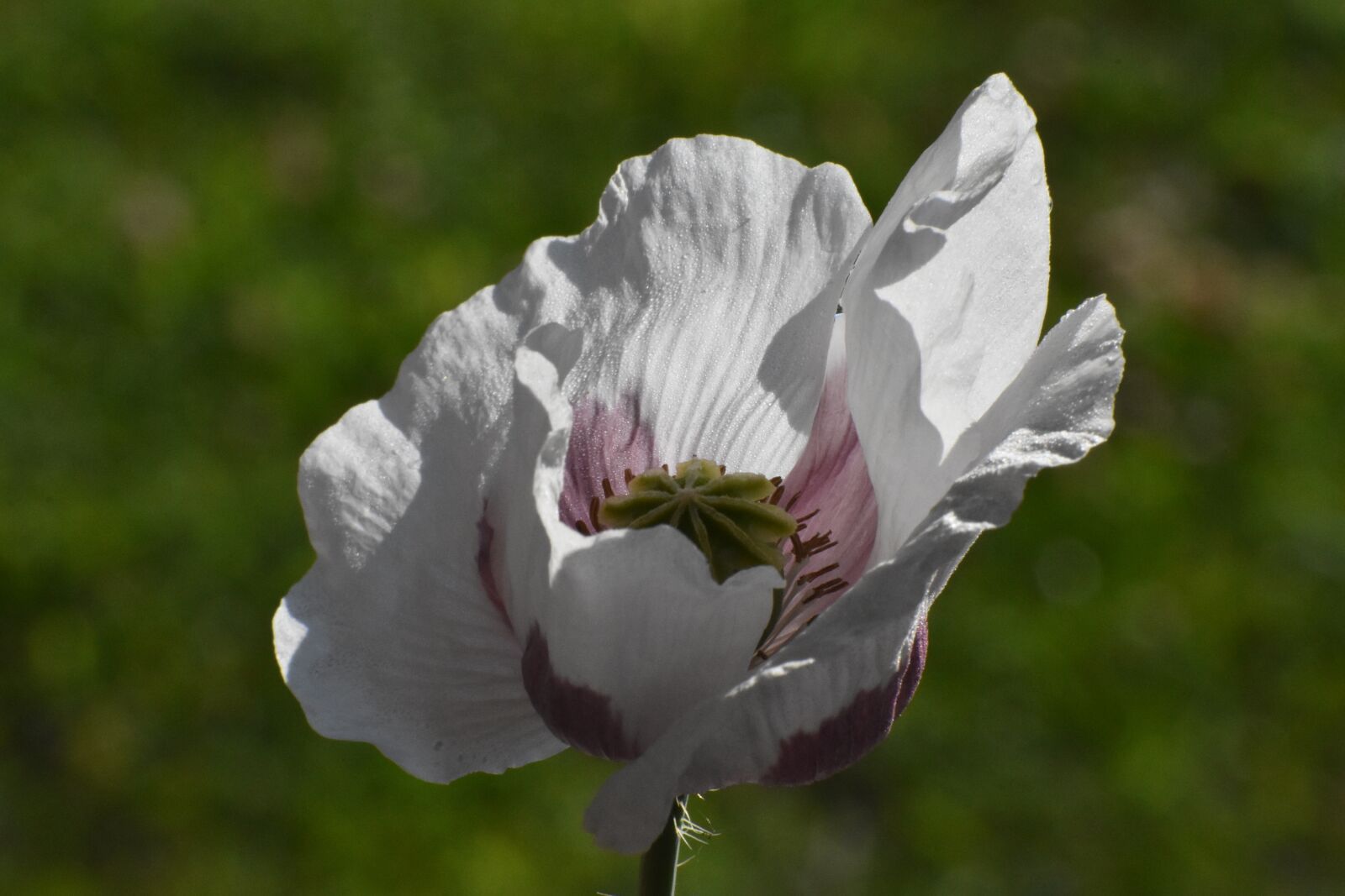 Nikon D3400 sample photo. Mack, white, flower photography