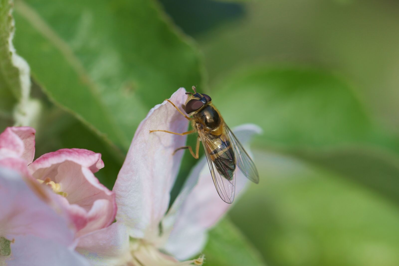 Canon EOS 7D Mark II sample photo. Apple flower, spring, mucha photography