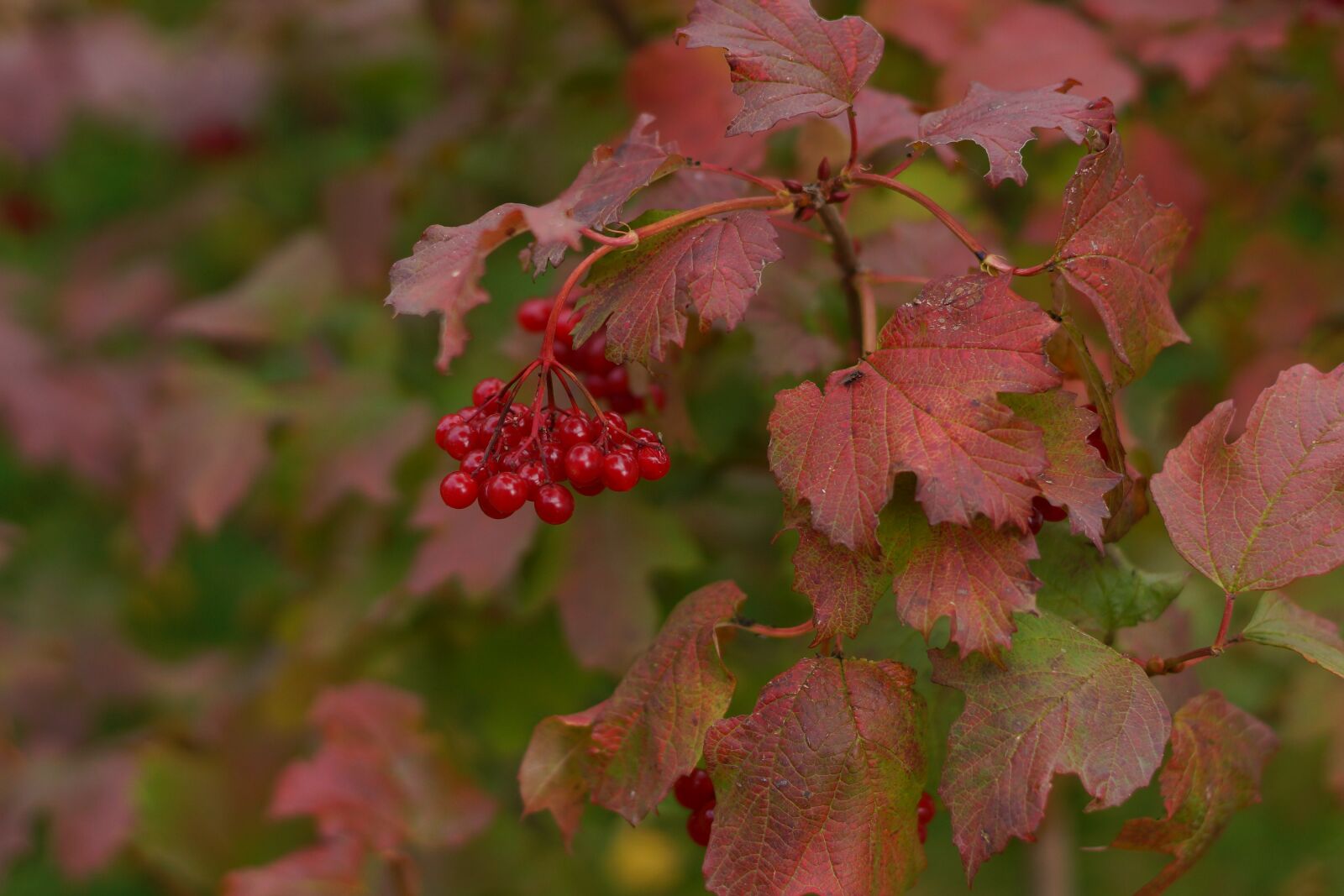 Minolta AF 50mm F1.4 [New] sample photo. Viburnum, autumn, berry photography