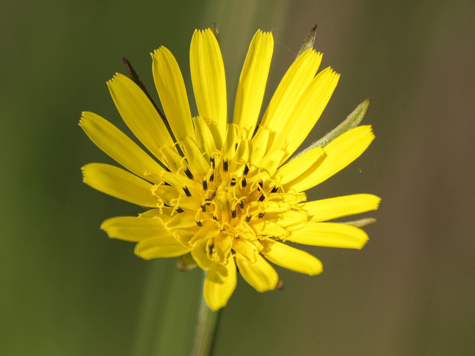 Olympus E-3 sample photo. Hawkweed, flower, blossom photography