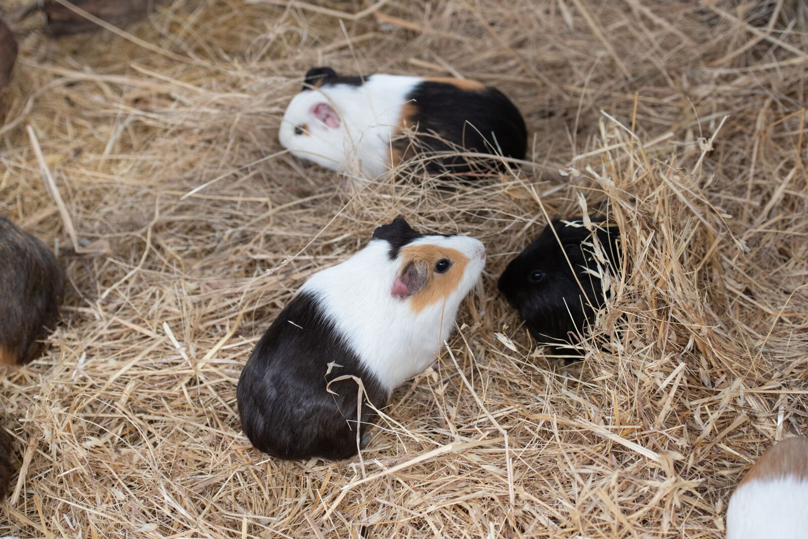 Nikon D750 sample photo. Guinea pig, cavy, animal photography