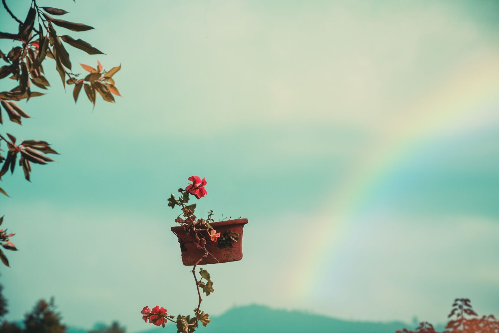Nikon D5200 sample photo. Rainbow, flower pot, landscape photography