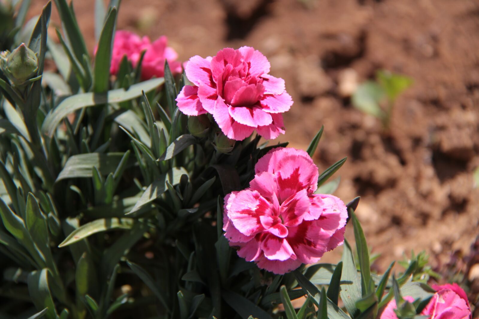 Canon EOS 7D + Canon EF-S 18-200mm F3.5-5.6 IS sample photo. Carnation, garden, spring photography