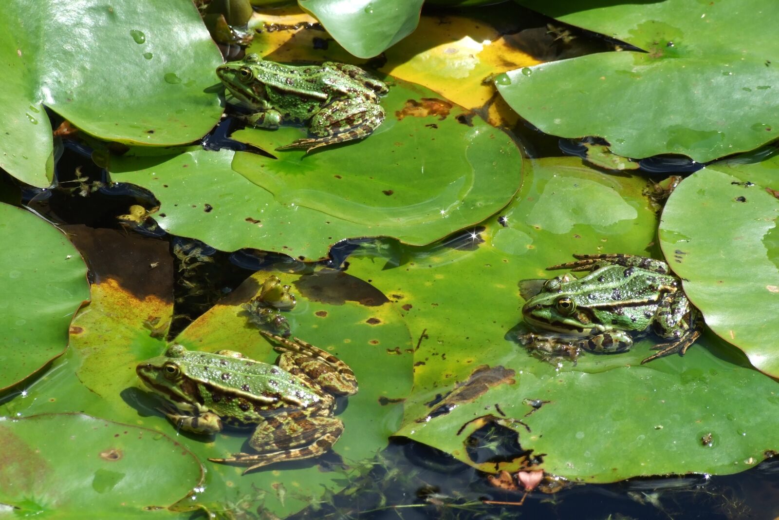 Fujifilm FinePix S6500fd sample photo. Frog, pond, moor photography