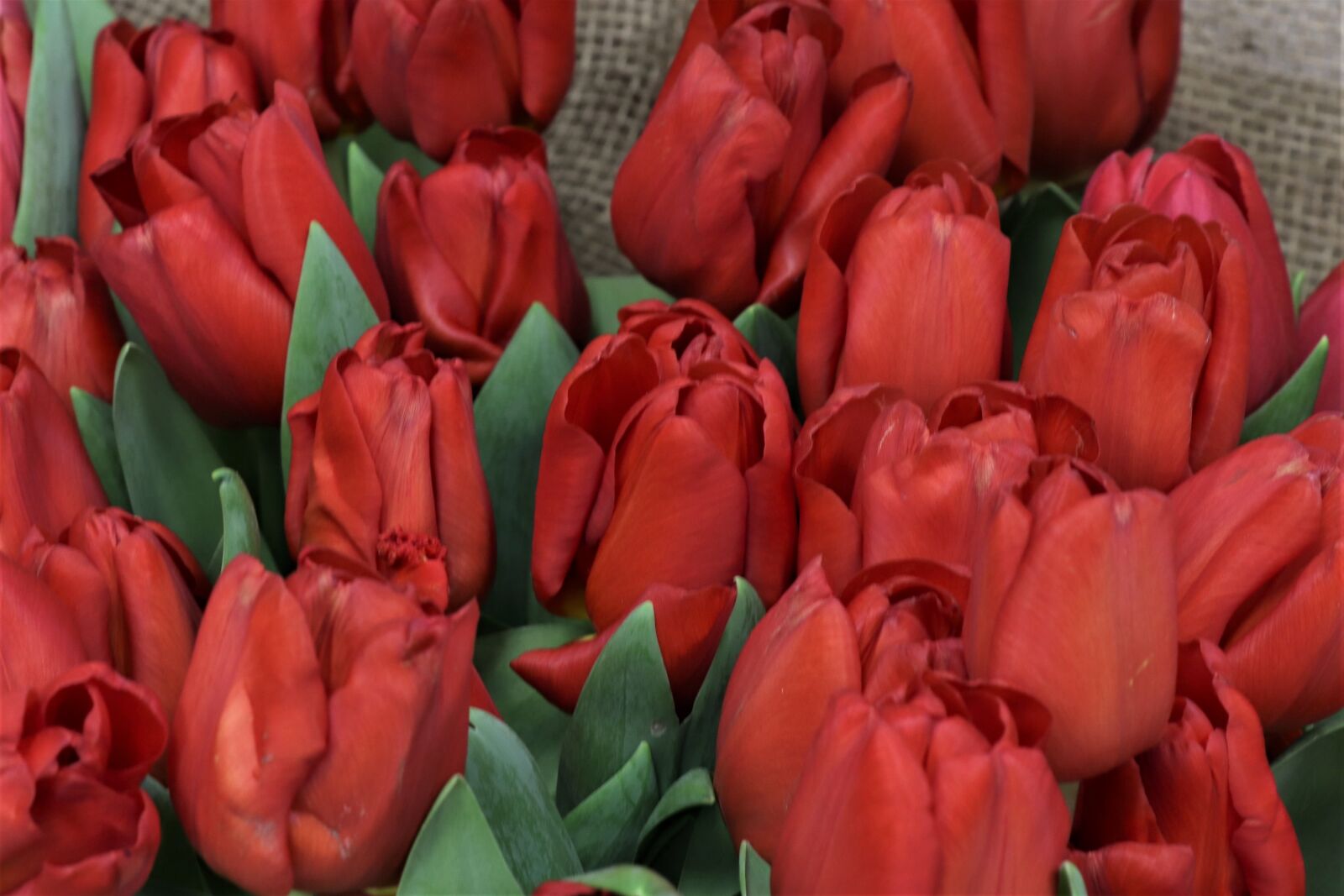 Canon EOS 77D (EOS 9000D / EOS 770D) sample photo. Tulips, red, flowers photography