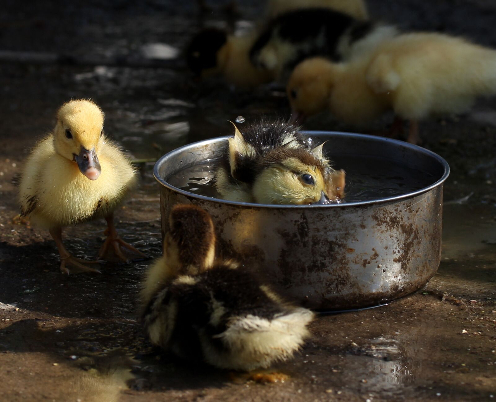 Canon EF-S 60mm F2.8 Macro USM sample photo. Duckling, fluffy, cute photography