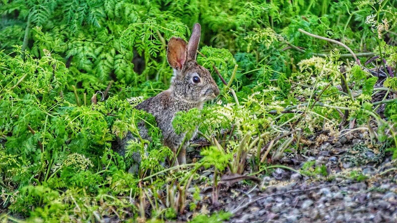 Sony E 55-210mm F4.5-6.3 OSS sample photo. Hare, rabbit, bunny photography