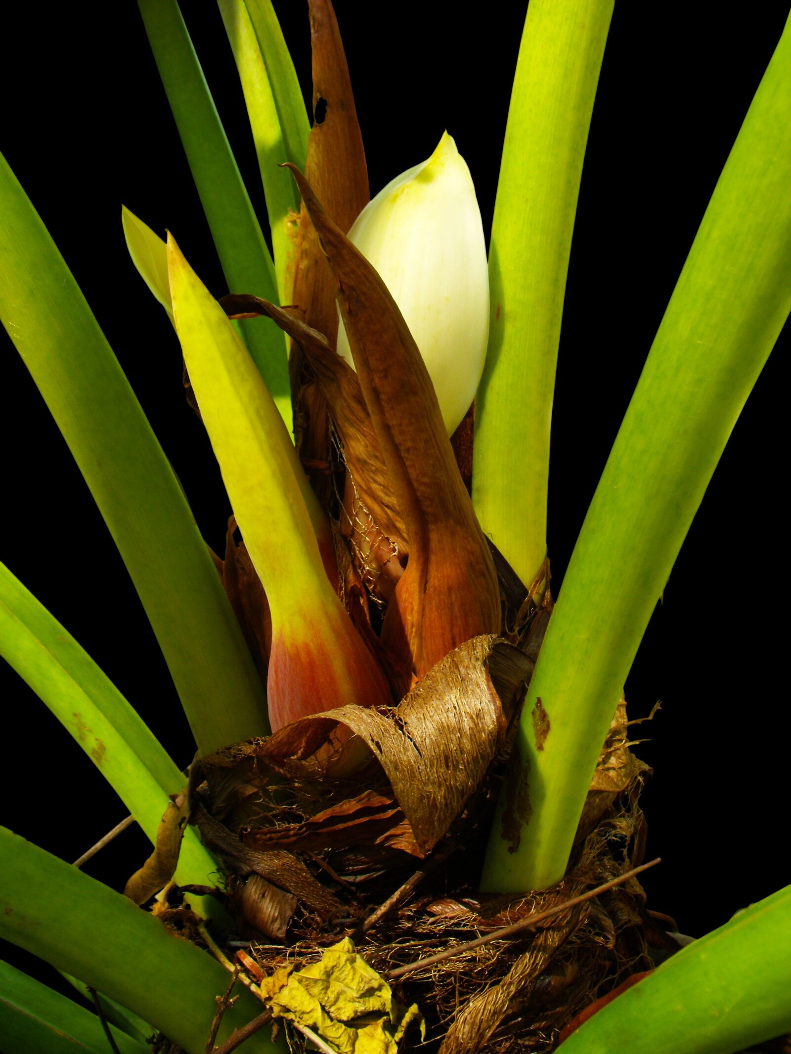 Fujifilm FinePix S1000fd sample photo. Palm blossom, palm, blossom photography