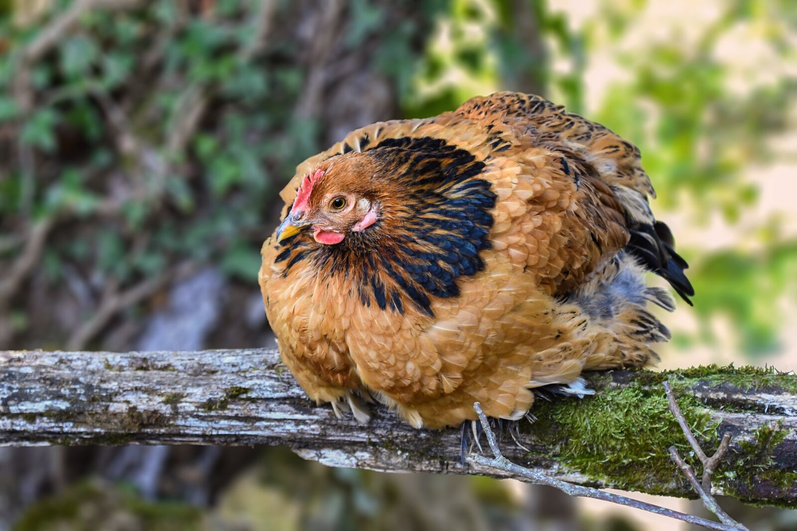 Nikon D500 sample photo. Hen, rousse, gallinacé photography