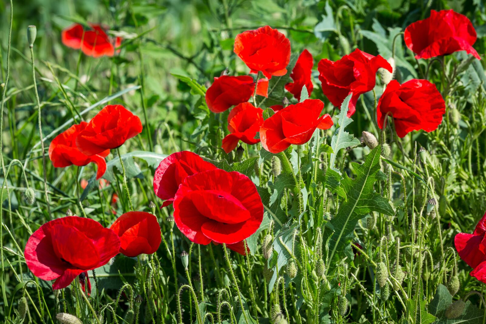 Canon EOS 5D Mark III sample photo. Poppy, klatschmohn, meadow photography