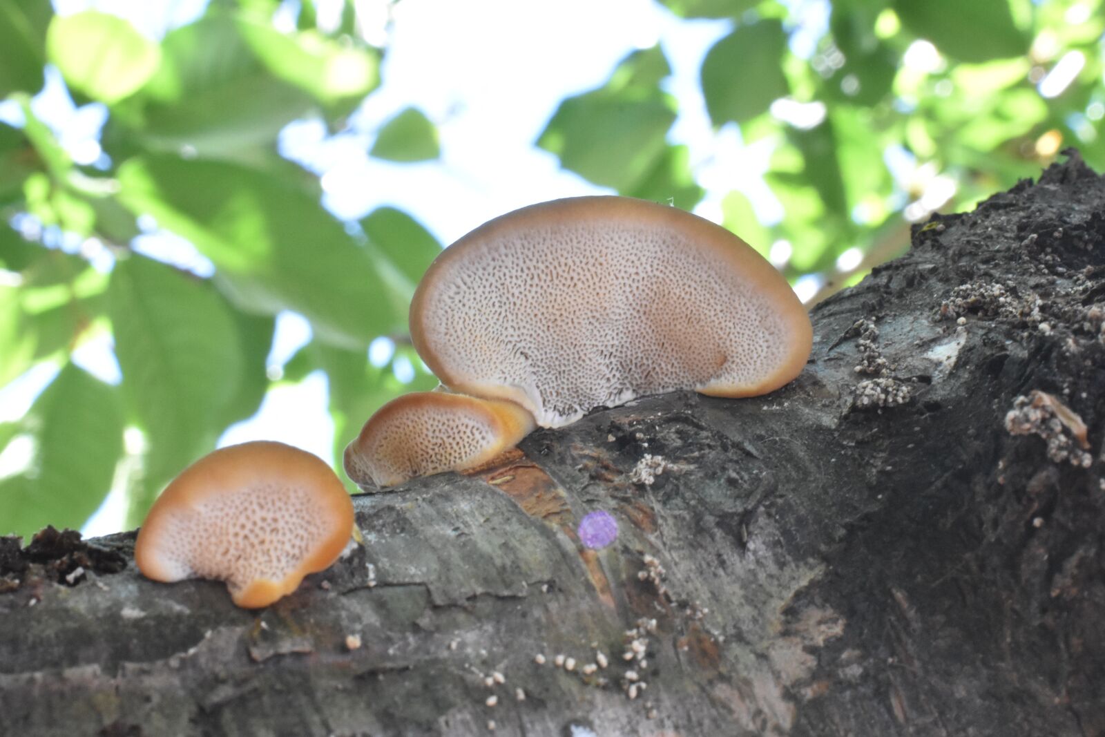 Nikon D3400 sample photo. Polypore, mushroom, fungus photography
