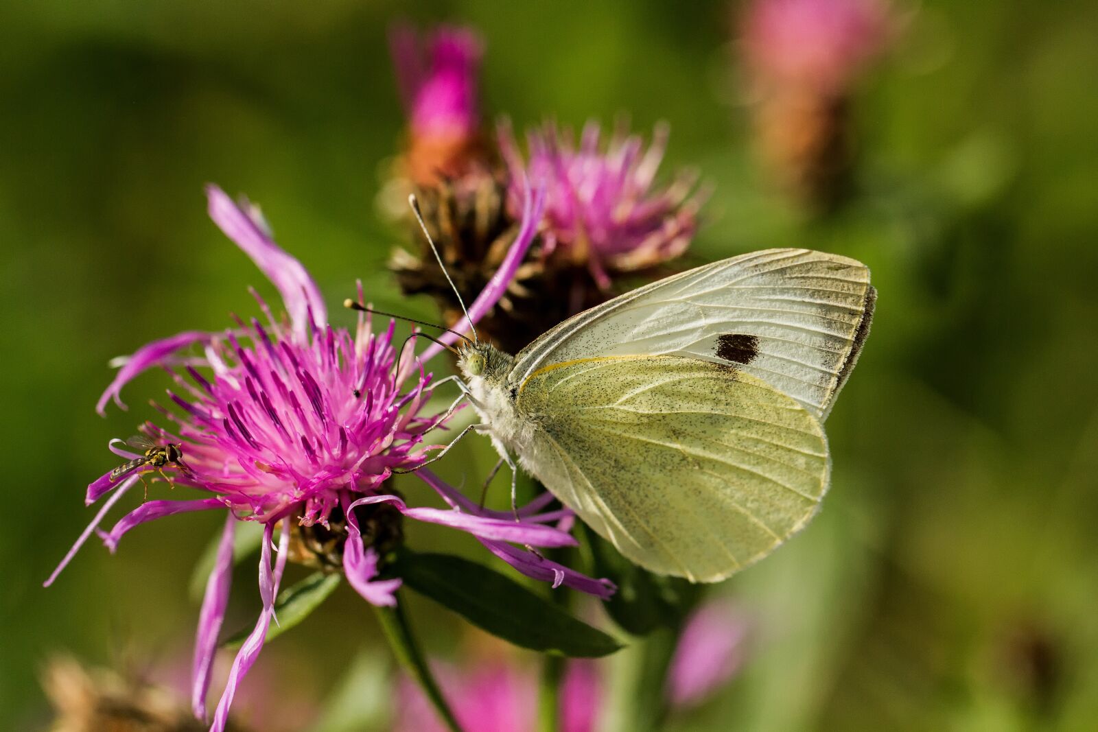 Canon EOS 7D + Canon EF 100mm F2.8L Macro IS USM sample photo. White, butterfly, nature photography