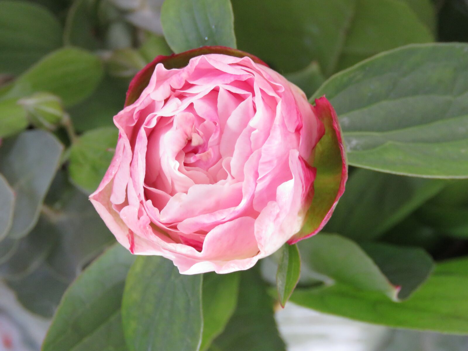 Canon PowerShot SX60 HS sample photo. Peony, pink, flower photography
