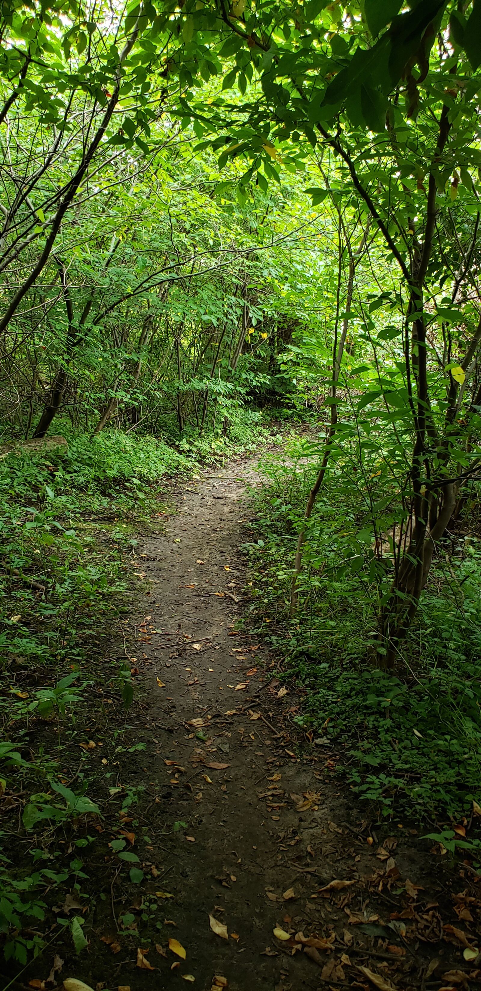 Samsung Galaxy S9+ sample photo. Path, woods, trail photography