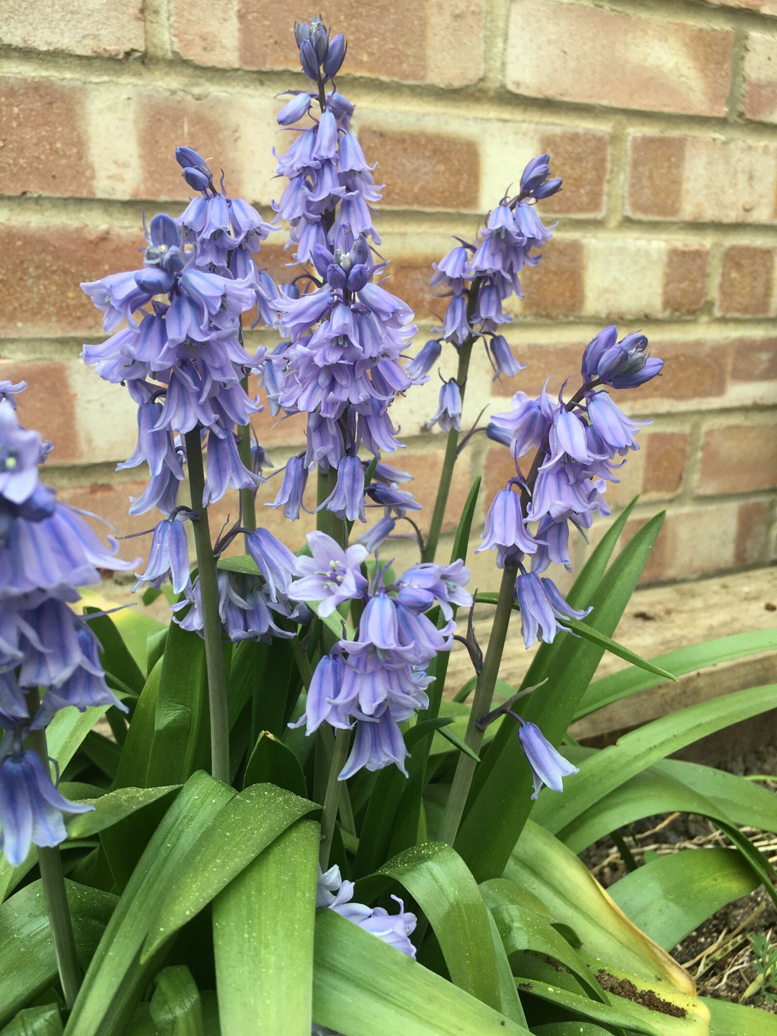 iPhone 6s Plus back camera 4.15mm f/2.2 sample photo. Bluebells, plant, nature photography