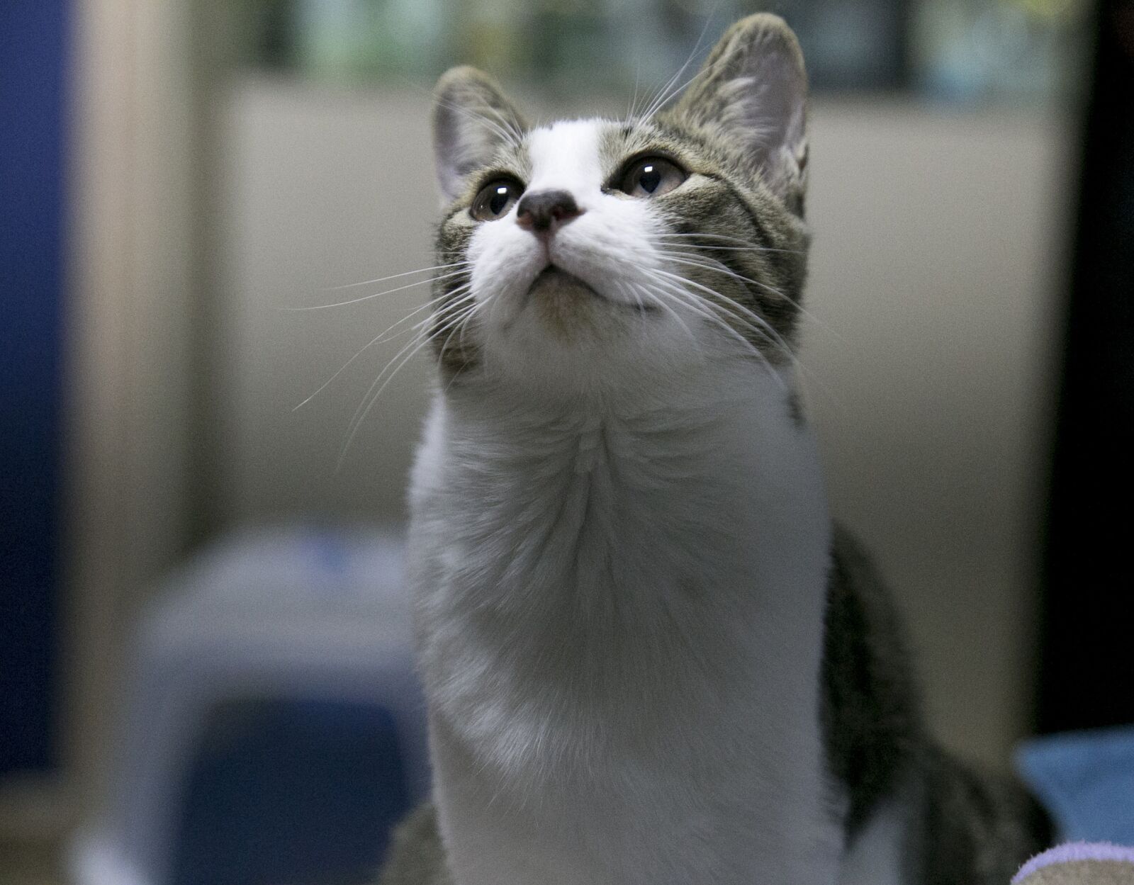 Canon EOS 6D sample photo. Cute, cat, portraits photography