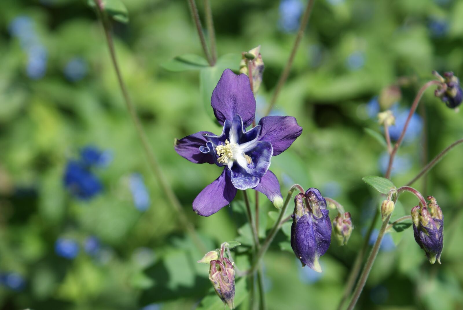 Sony Alpha DSLR-A200 sample photo. Aquilegia, bloom, purple photography