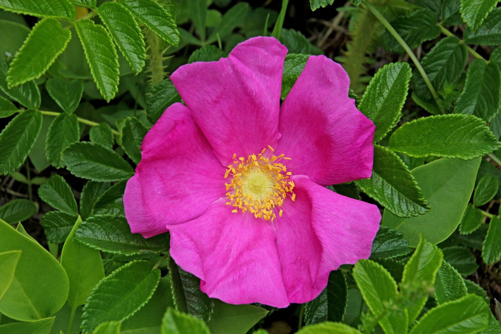Canon EOS 60D sample photo. Flower, nature, blossom photography