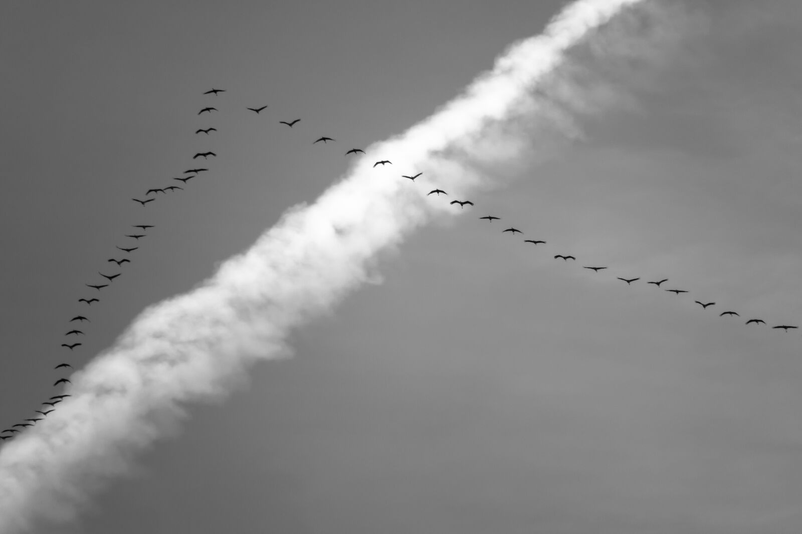 Canon PowerShot G3 X sample photo. Migratory birds, cranes, flock photography