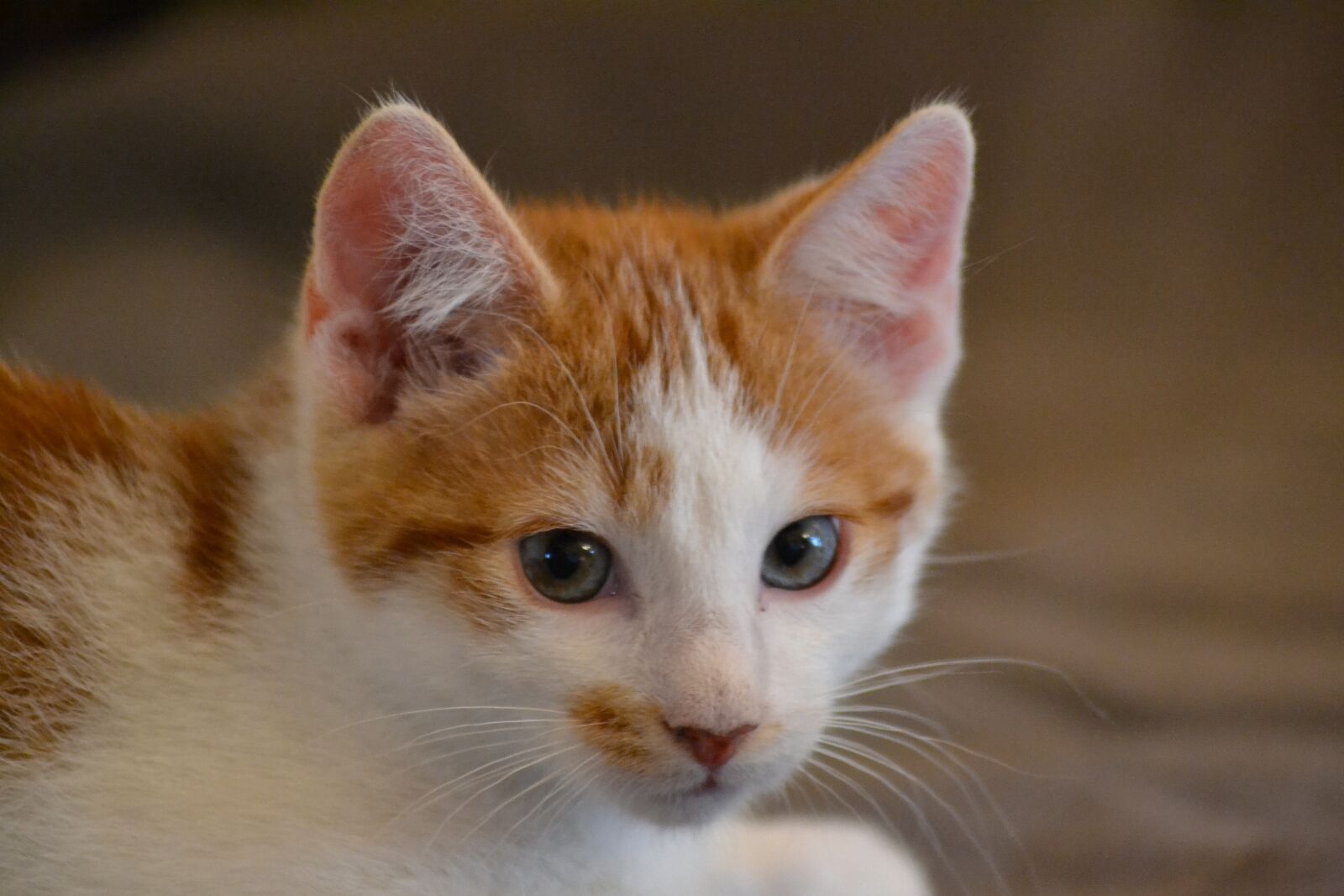 Nikon D3100 sample photo. Cat, kitten, pet photography