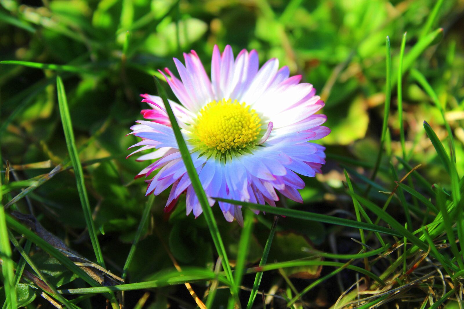 Canon EOS 1300D (EOS Rebel T6 / EOS Kiss X80) sample photo. Grass, green, lawn photography