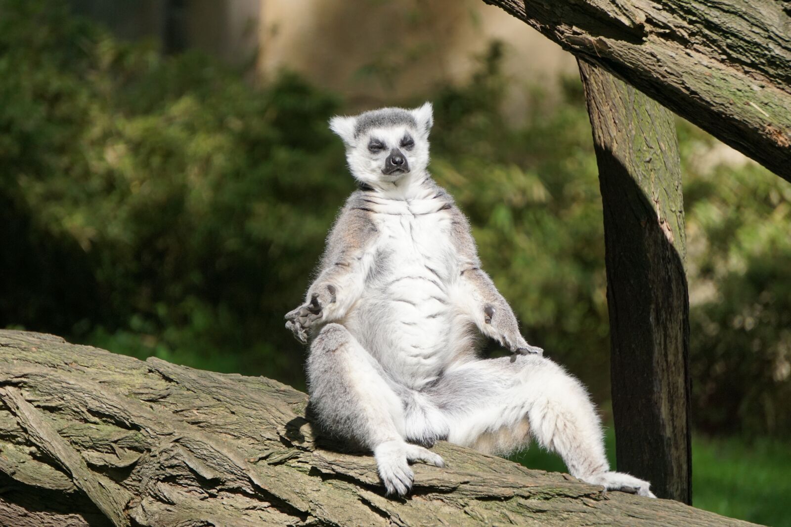 Sony a6000 sample photo. Ring tailed lemur, zoo photography