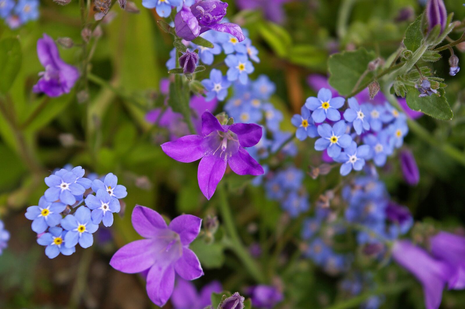 Pentax *ist DL2 sample photo. Violet, bellflower, purple photography
