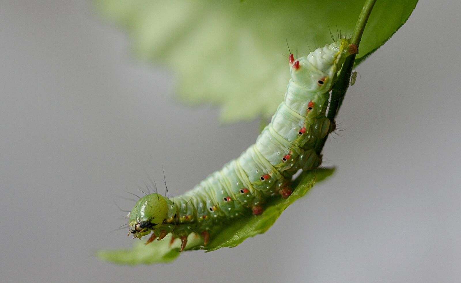 Canon EOS 400D (EOS Digital Rebel XTi / EOS Kiss Digital X) sample photo. Caterpillar, larva, moth photography