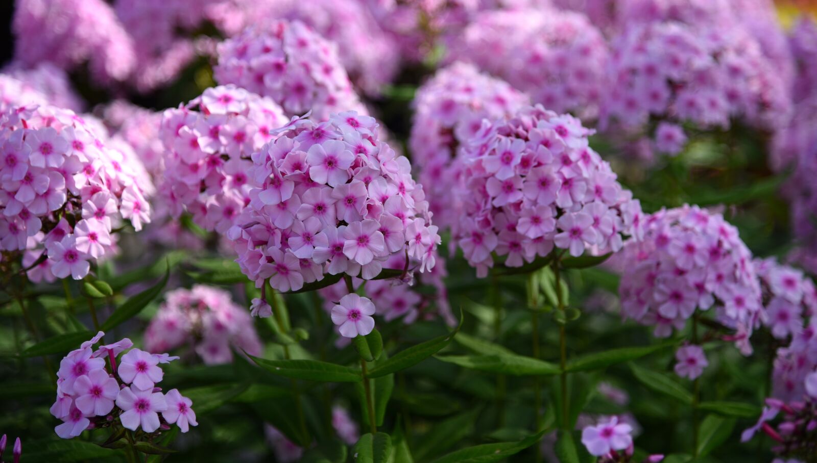 Nikon D750 sample photo. Flowers, lilac, bloom photography