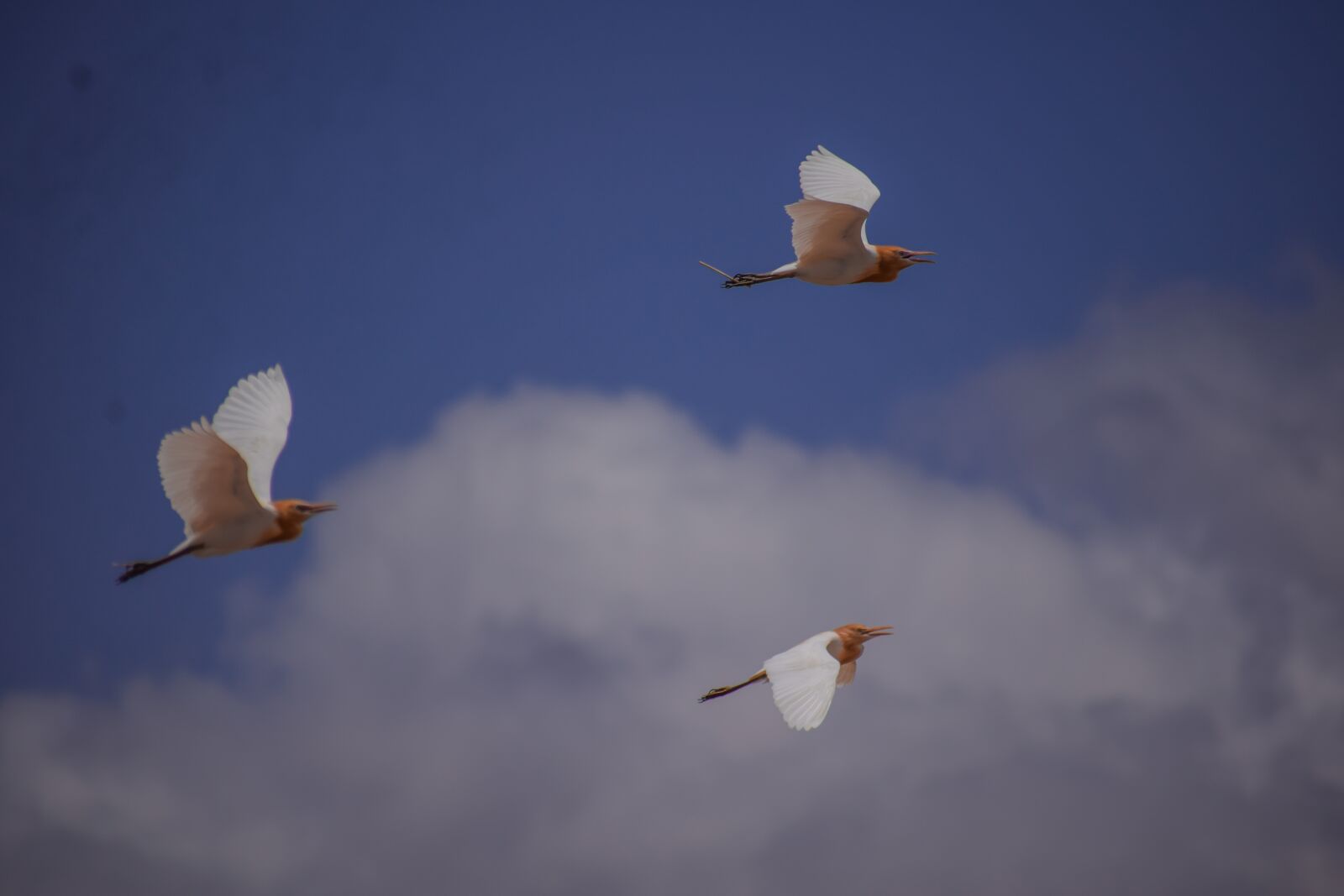 Nikon D5300 sample photo. Cranes, flying cranes, birds photography